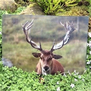 Picture of Red Deer Stag Worktop Protector