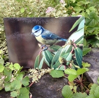 Picture of Blue tit worktop protector