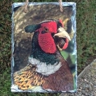 Picture of The common pheasant hanging slate