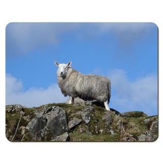 Picture of Herdwick Sheep on the hill