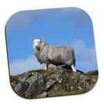 Picture of Herdwick Sheep on the hill