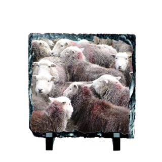 Picture of Herdwick sheep flock