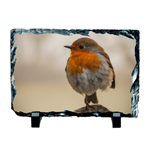 Picture of Robin Red Breast
